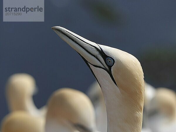 Gannet