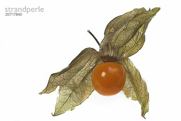 Physalis fruit closeup isolated on white