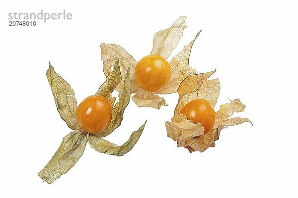 Physalis fruit closeup isolated on white