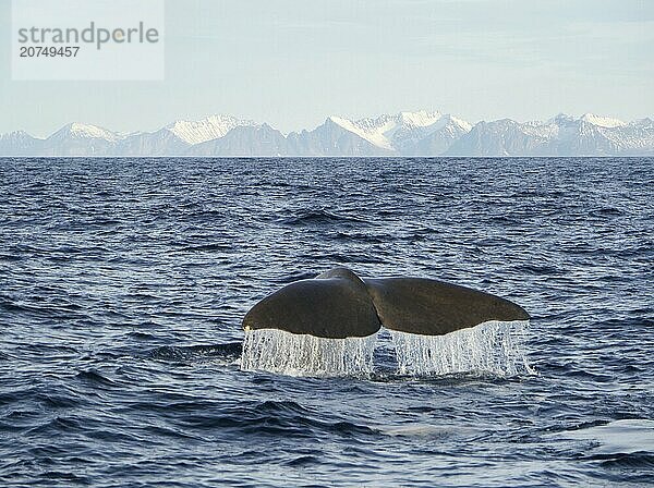 Whale off Andenes