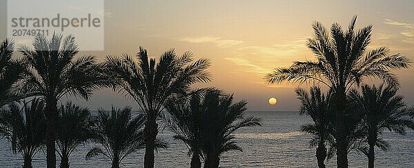 Sunset landscape on the background silhouette of palm trees and the sea with the sky and clouds in Egypt