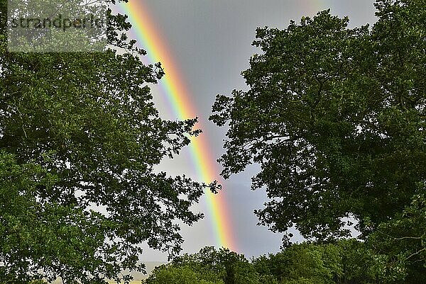 Regenbogen zwischen zwei Bäumen  Frankreich  Europa