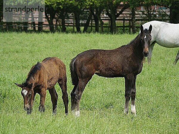 Two horses in a green field  one grazing while the other stands attentively in front of trees  Borken  westfalen  Germany  Europe