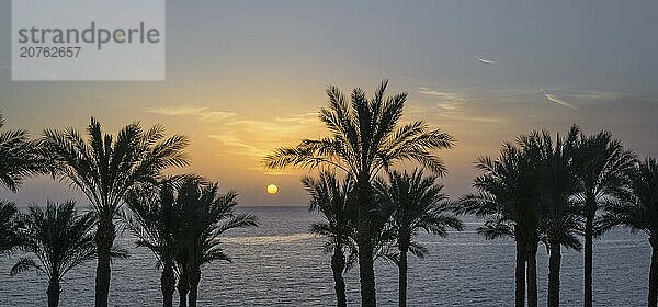 Silhouette of palm trees against the dawn sky and blue sea