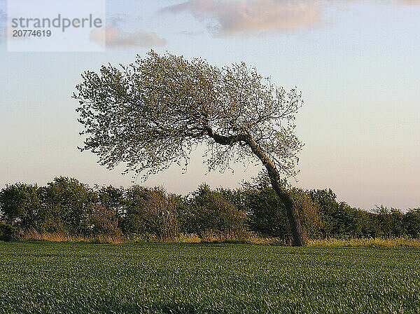 The eternal west wind shapes the trees. Here near Heiligenhafen