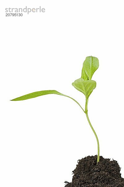 Small seedling isolated on white