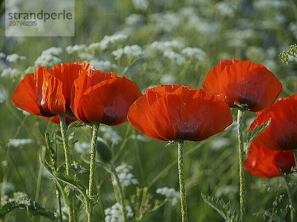 Summer meadow with poppies