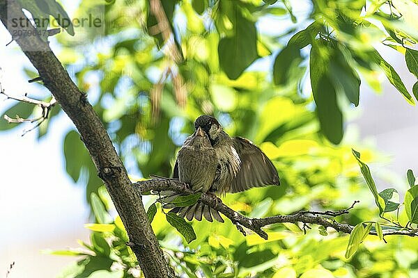 House sparrow (Passer domesticus) during copulation