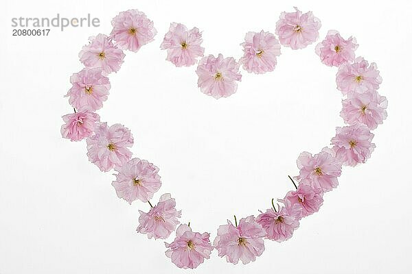 Heart made of pink cherry tree blossoms on white background