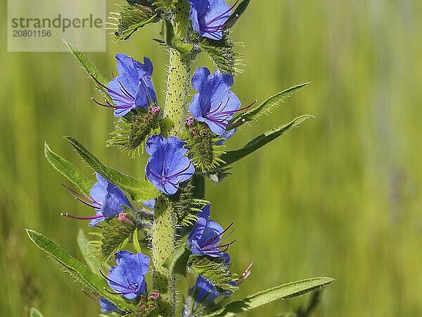 Viper's bugloss