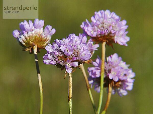 Beach carnation