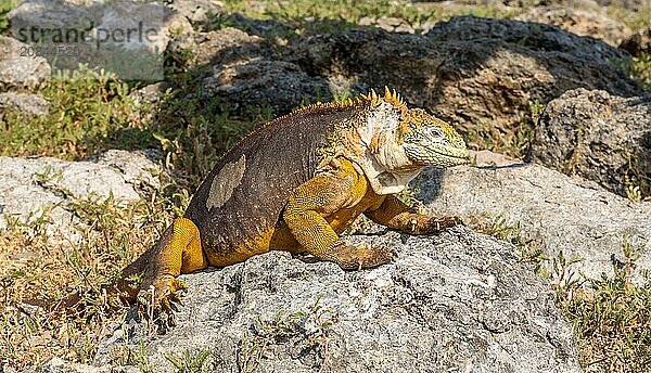 Galapagos Land Iguana (Conolophus subcristatus)  large lizard can can grow to five feet long and live for 60 years  South Plaza island  Galapagos  UNESCO World Heritage Site  Ecuador  South America