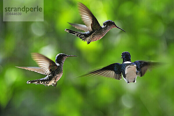 Florisuga mellivora (White-necked Jacobin) hovering  Soberania National Park  Republic of Panama  Central America