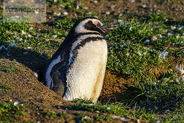 Magdalena Island  Magallanes Region  Punta Arenas  Chile  South America