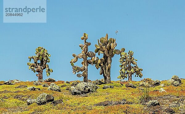 Opuntia (Prickly Pear) cacti on South Plaza island  Galapagos  UNESCO World Heritage Site  Ecuador  South America