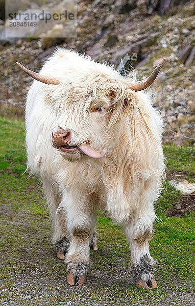 Highland cattle in Huisinish (Hushinish)  Isle of Harris  Outer Hebrides  Scotland  United Kingdom  Europe