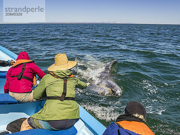 California gray whale calf (Eschrictius robustus)  with excited tourists in San Ignacio Lagoon  Baja California  Mexico  North America