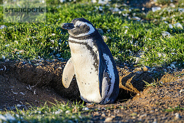 Magdalena Island  Magallanes Region  Punta Arenas  Chile  South America