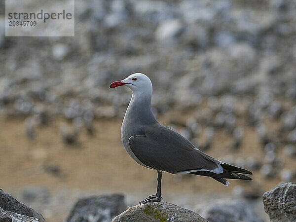 Heermann's gulls (Larus heermanni)  at breeding colony on Isla Rasa  Baja California  Sea of Cortez  Mexico  North Anerica