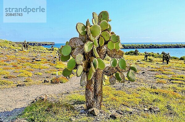 Opuntia (Prickly Pear) cacti on South Plaza island  Galapagos  UNESCO World Heritage Site  Ecuador  South America