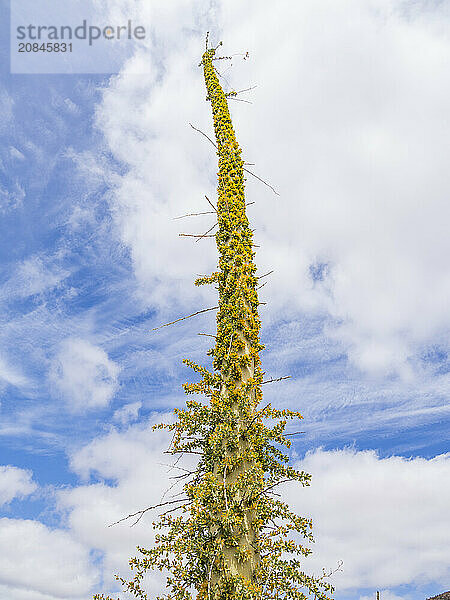 Boojum tree (Fouquieria columnaris)  just outside Bahia de los Angeles  Baja California  Sea of Cortez  Mexico  North America