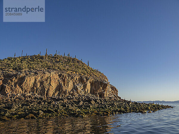 Cactus cover a small islet in Bahia las Animas at sunrise  Baja California  Sea of Cortez  Mexico  North America