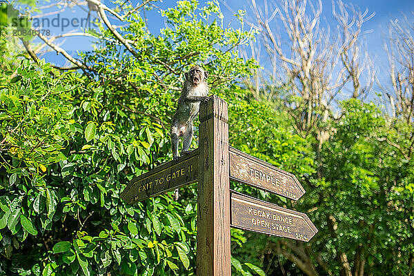 A little monkey standing on the wooden pole sign in Uluwatu temple complex  Bali  Indonesia  Southeast Asia  Asia