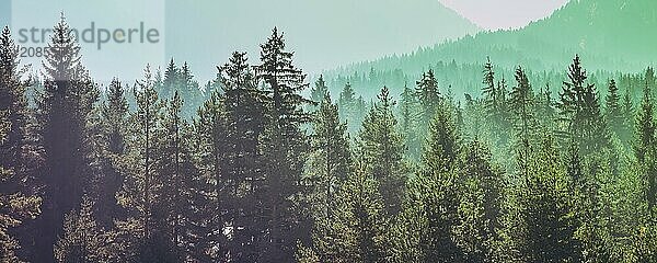 Pine trees green forest stylized silhouette photo banner background