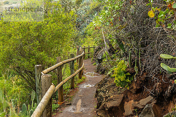 Beautiful trail in the Laurisilva forest of Los tilos de Moya  Gran Canaria