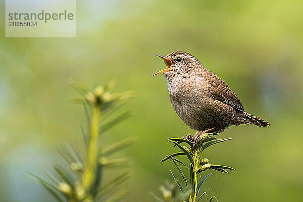 Eurasian wren (Troglodytes troglodytes) l singing on a branch with a green  blurred background  Hesse  Germany  Europe