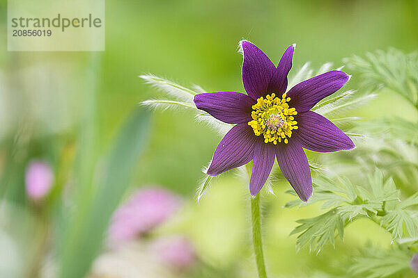 Close-up of a common pasque flower (Pulsatilla vulgaris)  Hesse  Germany  Europe