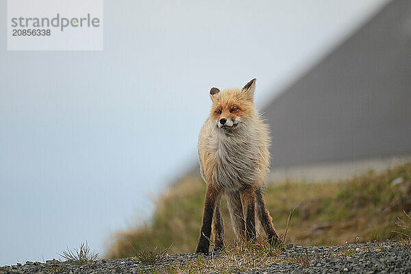 Red fox (Vulpes vulpes) in strong winds in the tundra  Lapland  northern Norway  Scandinavia