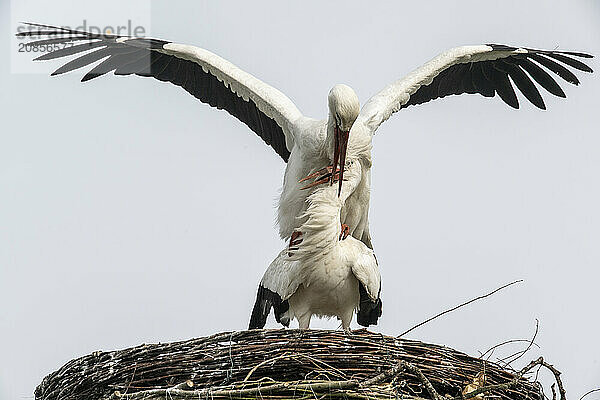 White storks (Ciconia ciconia)  mating  Emsland  Lower Saxony  Germany  Europe