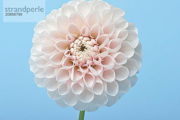 Dahlia pompom on blue background