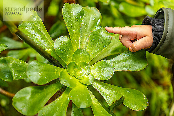 A child touching a plant in the Laurisilva forest of Los tilos de Moya in Doramas  Gran Canaria