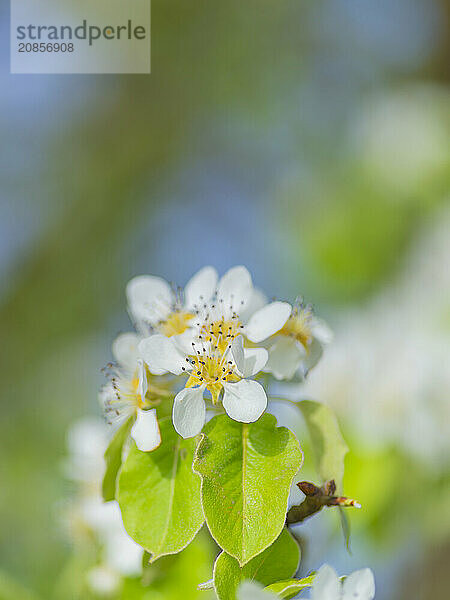 Blossoms of a pear (Pyrus)  fruit tree  diffuse background  cropped  portrait format  nature photo  Neustadt am Rübenberge  Lower Saxony  Germany  Europe