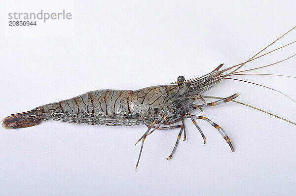 A single prawn isolated on a white background  The Aure river in Bayeux