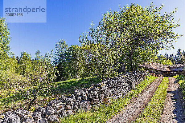 Stone wall by the roadside of a dirt road to a farm in a cultural countryside and flowering fruit trees in the summer  Sweden  Europe