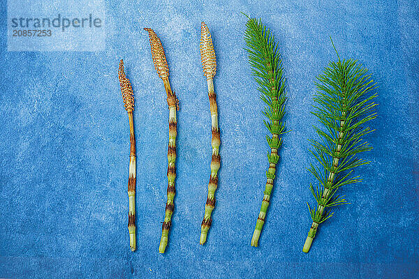 Fresh branches of the medicinal plant horsetail  Equisetum arvense  used for health care  freshly picked from the forest in various stages of growth on a blue background and copy space