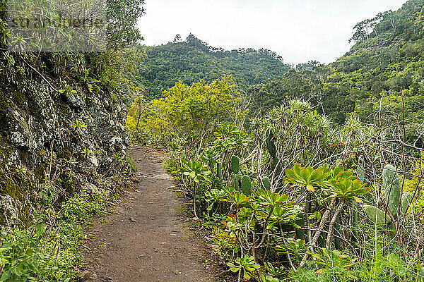 Beautiful trail in the Laurisilva forest of Los tilos de Moya  Gran Canaria