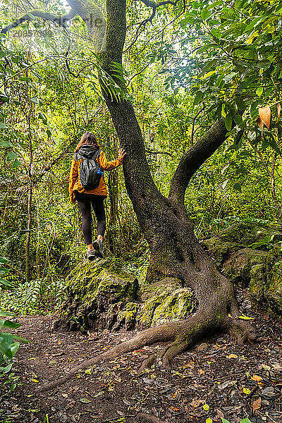 A woman in a tree in the Laurisilva forest of Los tilos de Moya in Doramas  Gran Canaria