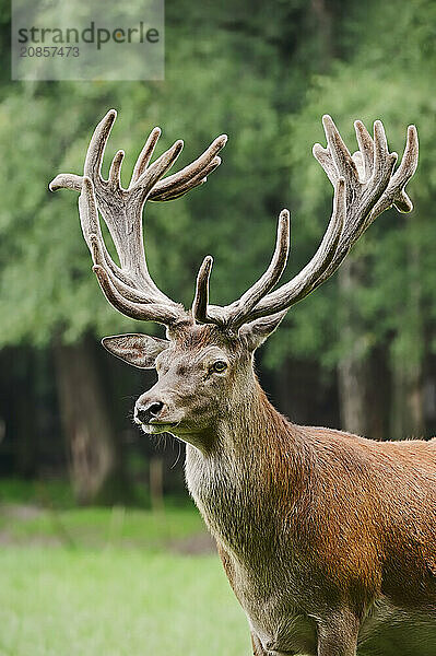 Red deer (Cervus elaphus) with velvet antlers  North Rhine-Westphalia  Germany  Europe