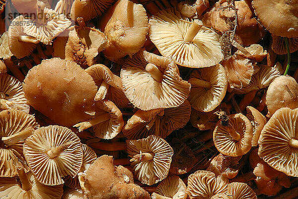 A close-up of a group of brown mushrooms showing gills and natural textures