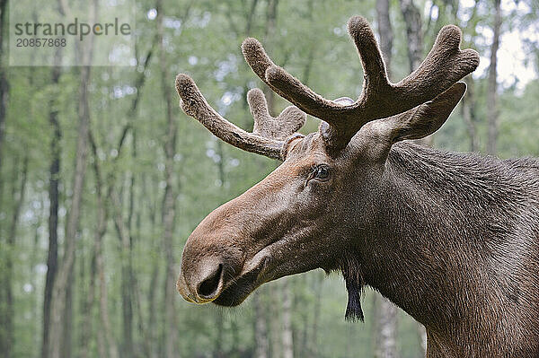 Eurasian elk (Alces alces alces)  bull elk  portrait  captive  Germany  Europe