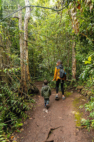 Walking in the Laurisilva forest of Los tilos de Moya in Doramas  Gran Canaria