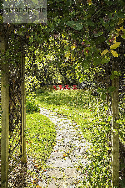 Four red Adirondack chairs on green grass lawn with fallen Fraxinus velutina  Velvet Ash tree leaves and flagstone path through wooden lattice arbour covered with Lonicera x heckrottii  Honeysuckle climbing shrub in backyard garden in autumn  Quebec  Canada  North America