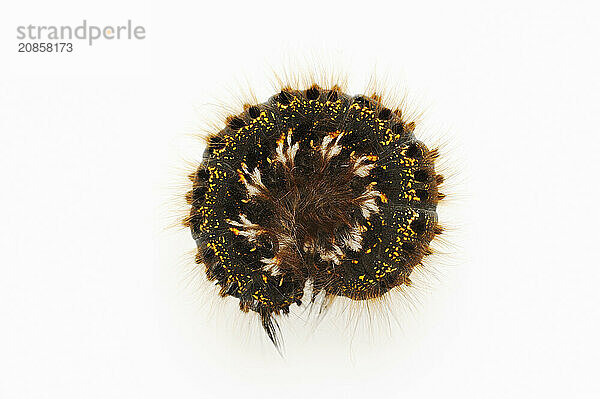 Grass caterpillar (Euthrix potatoria)  caterpillar on white hind  North Rhine-Westphalia  Germany  Europe