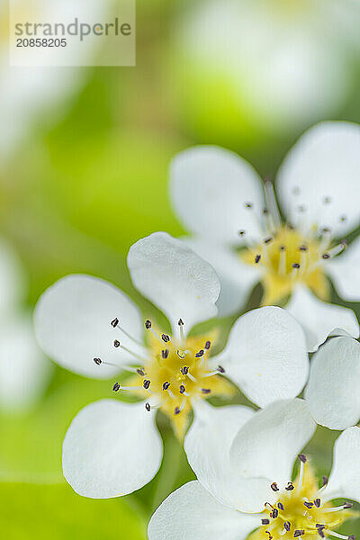 Blossoms of a pear (Pyrus)  fruit tree  diffuse background  cropped  portrait format  nature photo  Neustadt am Rübenberge  Lower Saxony  Germany  Europe