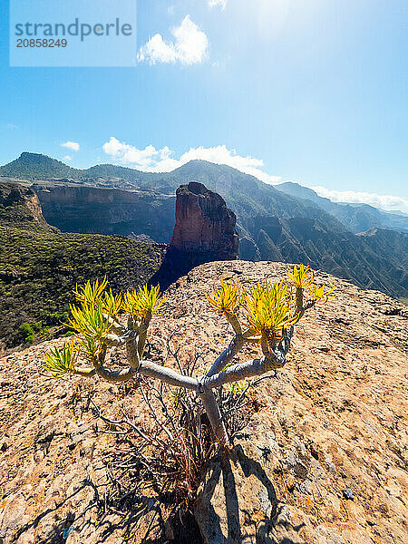 Small cactus at the Roque Palmes viewpoint near Roque Nublo in Gran Canaria  Canary Islands