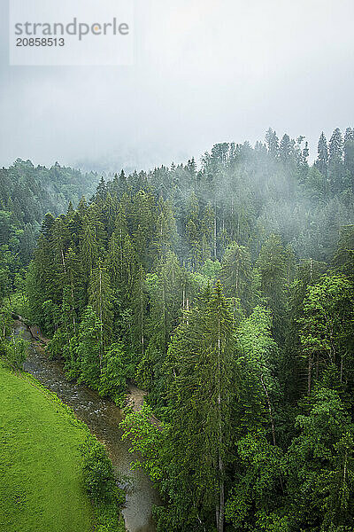 Misty natural landscape and view down into the Eistobel in the nature reserve of the same name in the West Allgäu near Maierhöfen  Bavaria  Germany  Europe